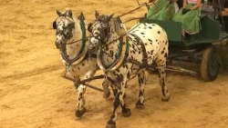 200 Years of Breeding: Stadl-Paura is a "Mecca for Equestrians"