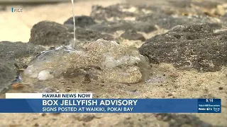 Ocean Safety issues box jellyfish advisory for Waikiki, Pokai Bay