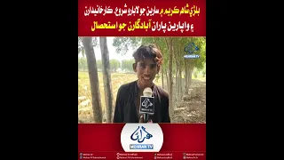 Mehran TV || Bulri Shah Karim: Rice Harvesting Begins, Growers Exploited by Millers and Traders
