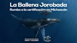 La Ballena Jorobada: Rumbo a la certificación en Michoacán | Investigaciones de Michoacán