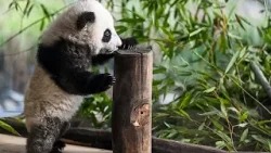 NO COMMENT: Leni y Lotti, las 2 crías de panda gigante del zoo de Berlín