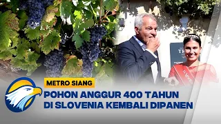Pohon Anggur Tertua di Slovenia Kembali Dipanen - [Metro Siang]