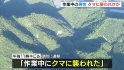 "Attacked by a Bear While Working": Man in His 60s Bitten on Face, Both Arms, and Thigh, Suffers ...