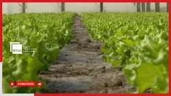 Zhvillimi i bujqësisë në veri të vendit, orientimi drejt formave të organizimit dhe teknologjisë