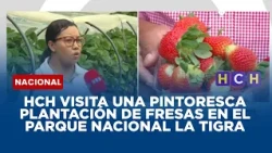 HCH visita una pintoresca plantación de fresas en el Parque Nacional La Tigra