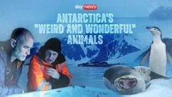 Cold secrets of Antarctica’s weirdest animals