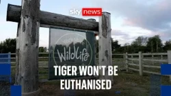 Tiger that 'attacked' a man at Yorkshire park will not be euthanised