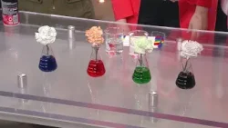 Spring Science at Home with Griffin MSI