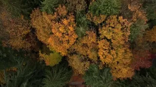 Fall foliage forecast shows when leaves will peak across the U.S.