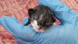 Grausamer Fund in Simmering    Drei neugeborene Kätzchen im Müllraum entsorgt