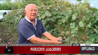 რთველი კახეთში