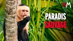 Au coeur de L'INCROYABLE vie sauvage du COSTA RICA | Documentaire Complet | TV MONACO