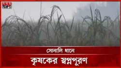 কুয়াশাভেজা সকালে সোনালি ধান ঘরে তুলতে ব্যস্ত কৃষক | Golden Rice | Rice Harvest | Somoy TV