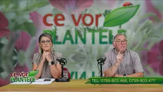 Cristina Ghibu and Horia Ghibu: What treatments to use for eggplants