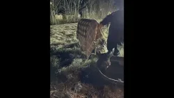 Bayou Time  1/15: Performance Mule Rescue in Bayou Blue