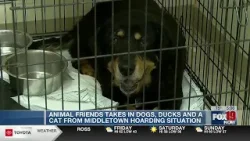 Animal Friends takes in 30+ dogs, ducks, cat from Middletown hoarding situation
