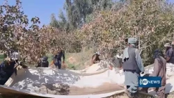 کندهار امسال ۱۱۵ تُن پسته برداشت می‌کند