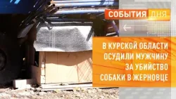 В Курской области осудили мужчину за убийство собаки в Жерновце
