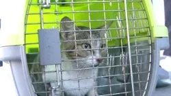 Veterinarios en alerta por brote de panleucopenia felina