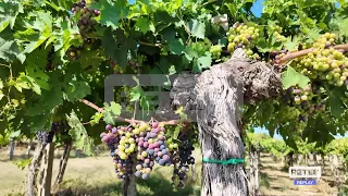 African Heat Wave - Early Grape Harvest