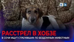 Местные жители рассказали подробности расстрела бездомных собак в Сочи