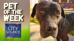Pet of the Week 1/2/26 – Pebbles + Seniors for Seniors