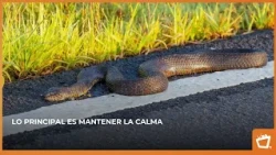 Found a snake? Here’s what you should do