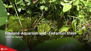 Summer at Home: Stein Outdoor Aquarium and Terrarium