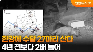 27 Otters Living in the Han River... Nearly Double the Population from 4 Years Ago / YonhapnewsTV
