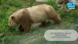 Cina  Qi Zai  l'unico panda gigante marrone in cattività al mondo