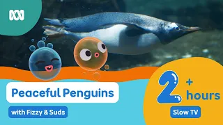 2+ hours visual relaxation for children's wind down routine 🐧🫧 | Fizzy & Suds | ABC Kids