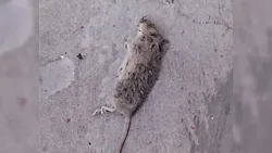 Dirigentas docentes denuncian que diversas escuelas y liceos mantienen graves falencias