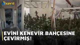 THEY TURNED THEIR HOME INTO A HEMP GARDEN!