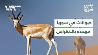 Which animals are most affected by illegal hunting in Syria?