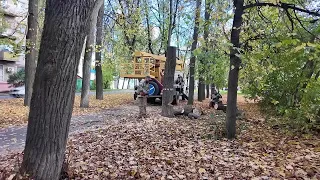 Diseased Trees Being Removed on Sadovaya Alley