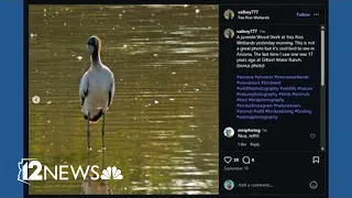 This rare bird made a stop in Phoenix