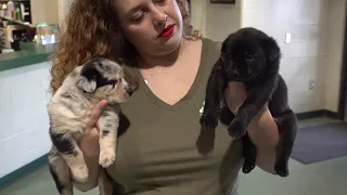 Influx of puppies at Lycoming County SPCA