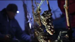 Plodovi zemlje, 18. siječnja 2026.