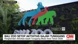 Bali Zoo Setop Aktivitas Gajah Tunggang