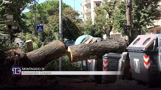 Rome, Piazza Lante residents worried after six trees collapse