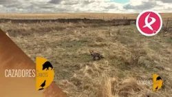 Alpacas convertidas en fortaleza... y pequeños valientes al ataque | Cazadores de Lances