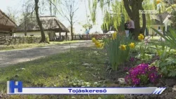 Tojáskereső – ZTV Híradó 2026-04-07 Tojáskereső – ZTV Híradó 2026-04-07