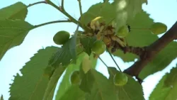 A növényvédelem volt a középpontban