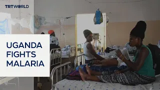 Ugandan scientists developing genetic tech to fight malaria