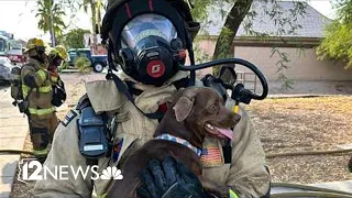 Dog rescued from a Phoenix house fire