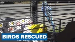 Community flocks to save 2 lost budgies in Portland