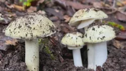 KRON4 reporter hikes with mushroom enthusiasts to learn what’s deadly and what’s not