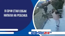 В Сочи стая собак напала на ребенка