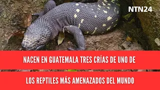 Three offspring of one of the world's most endangered reptiles are born in Guatemala
