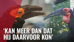 Eerste snavelprotheses ter wereld voor hoornraaf in Artis